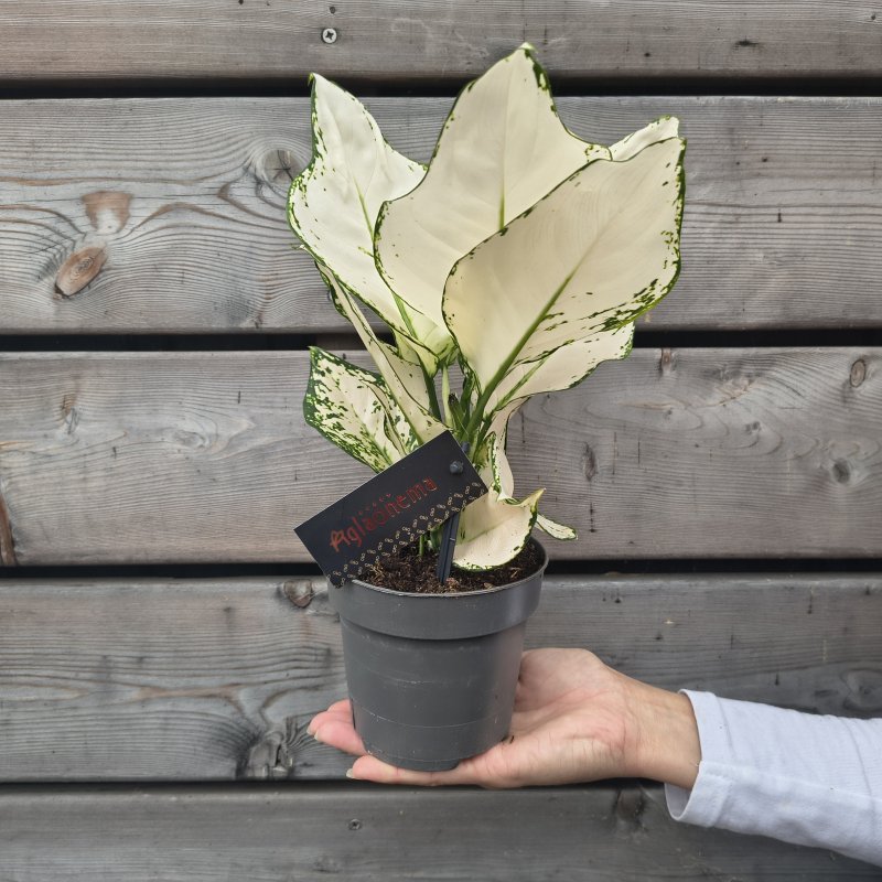 Aglaonema (Aglaonéma) ´WHITE JOY´- kont. C1L, výška 20-25 cm
